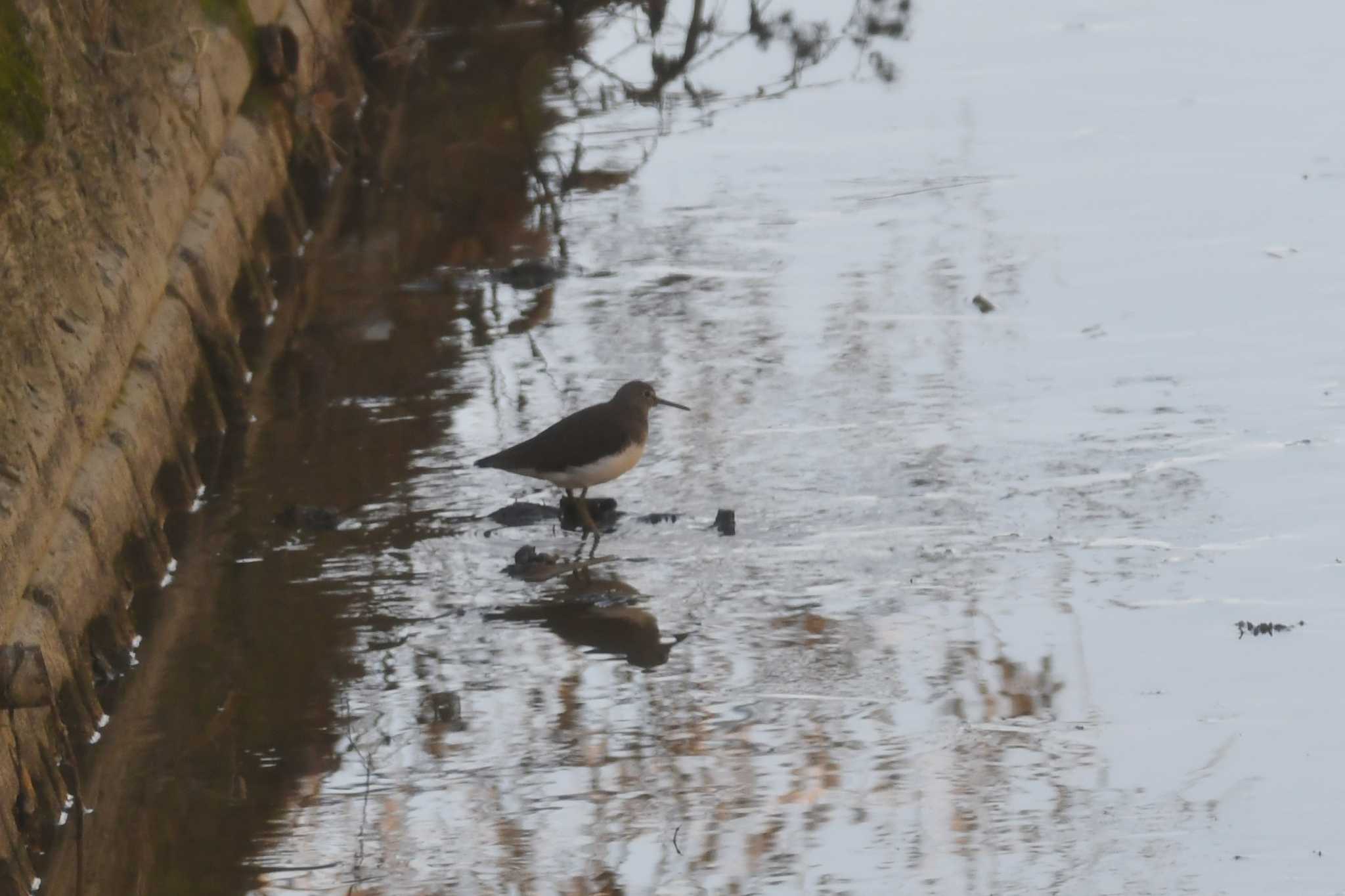 Green Sandpiper