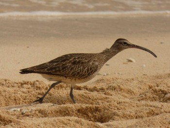 Eurasian Whimbrel Yoron Island Thu, 8/2/2018