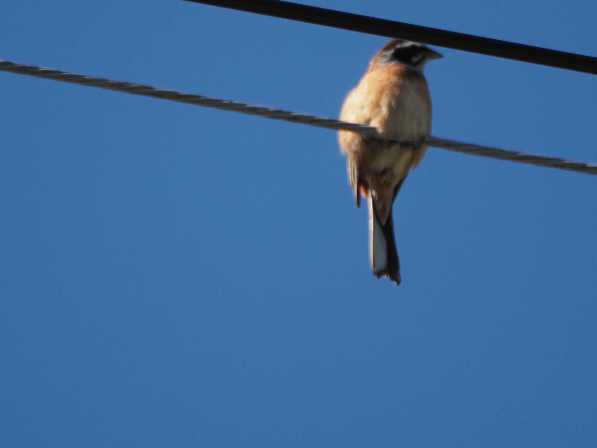 Meadow Bunting