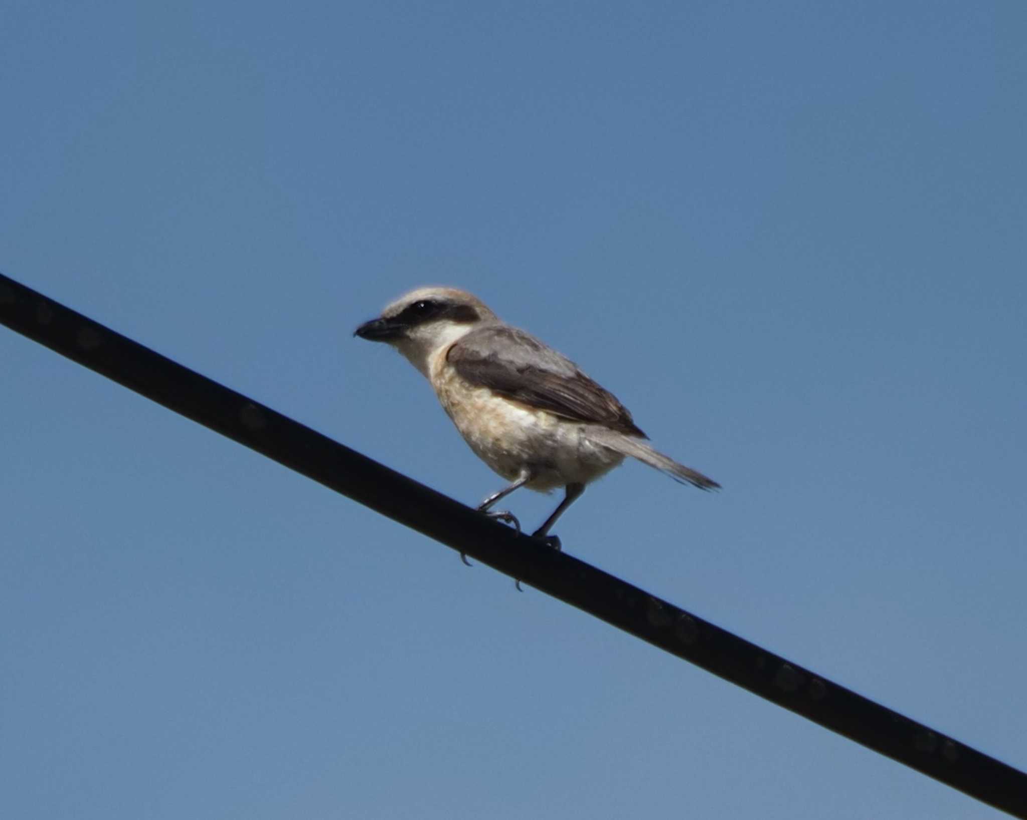 Bull-headed Shrike