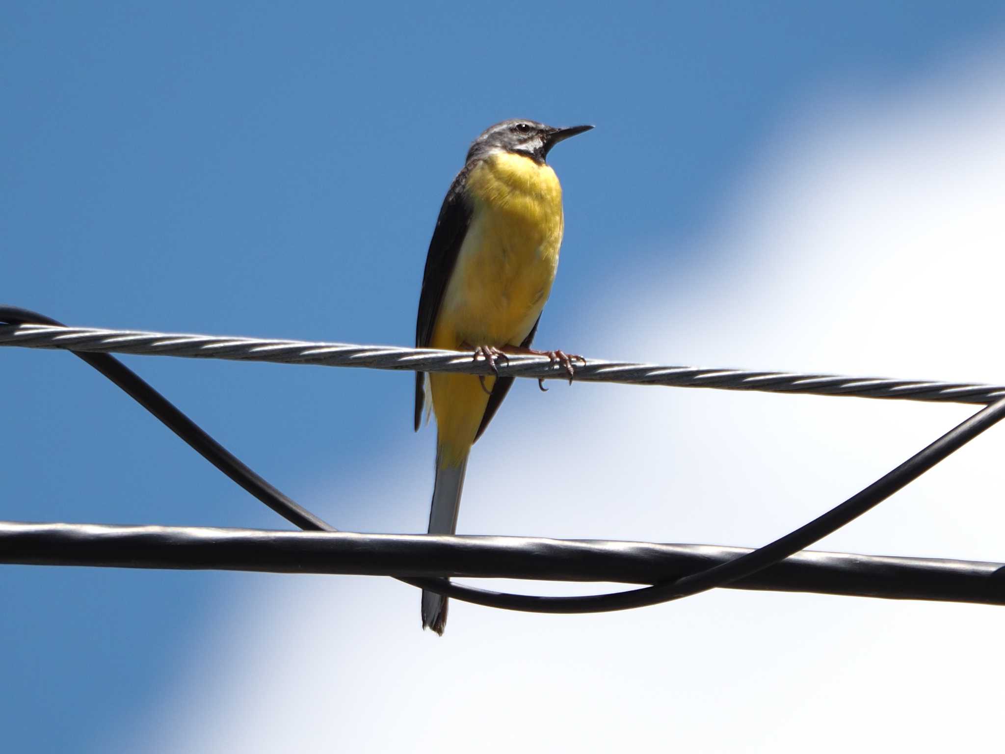 Grey Wagtail