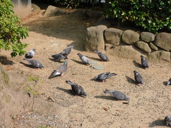 2023年6月26日(月) 根津神社の野鳥観察記録