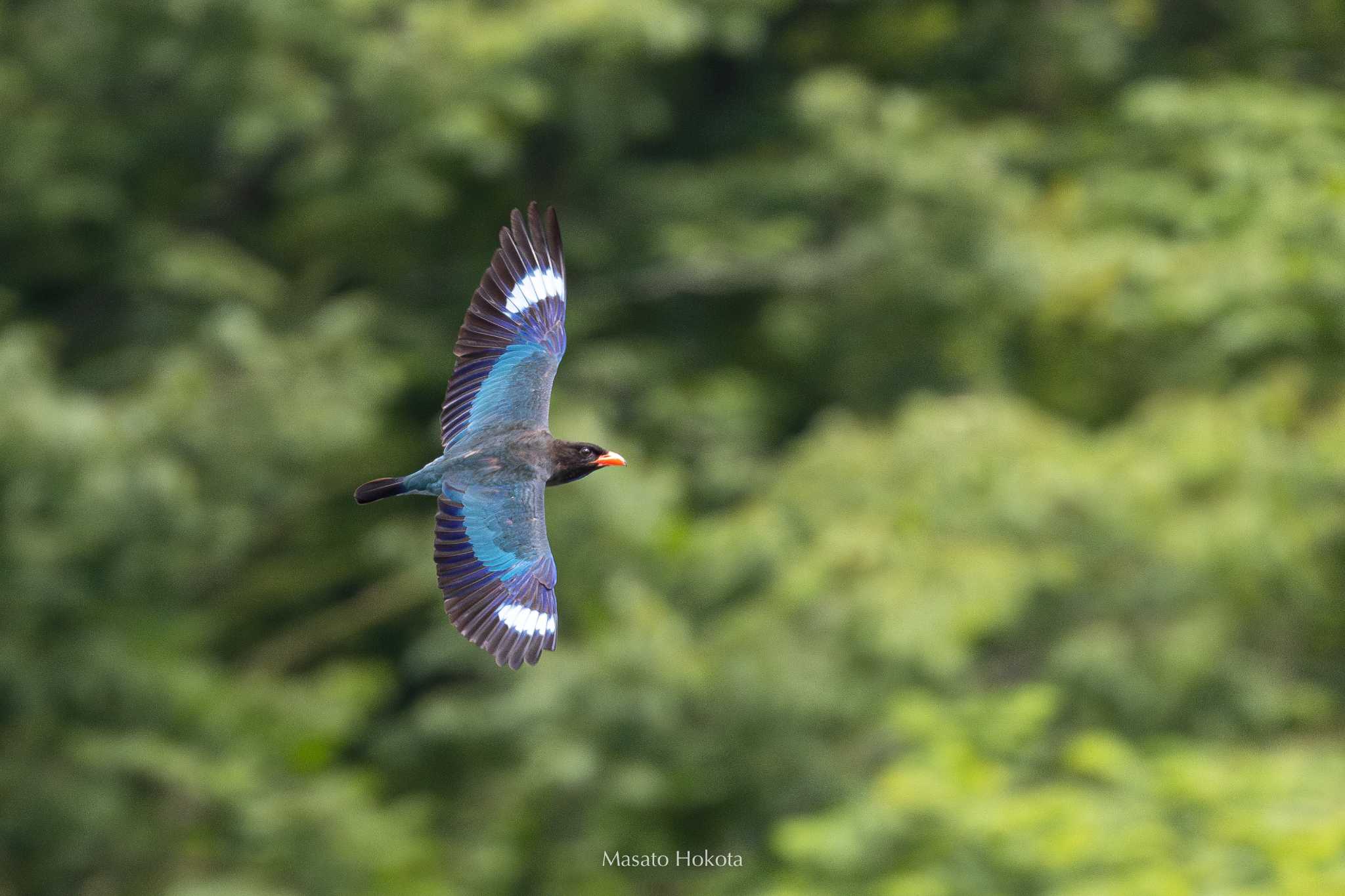 Oriental Dollarbird