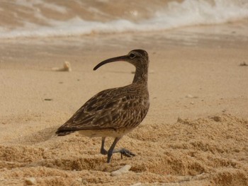 チュウシャクシギ 与論 2018年8月2日(木)