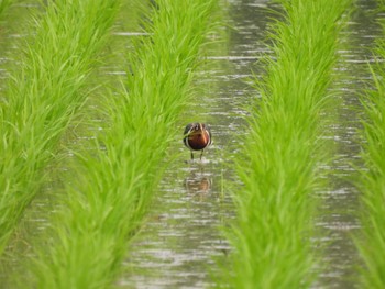 Greater Painted-snipe 倉敷市 Sun, 6/25/2023