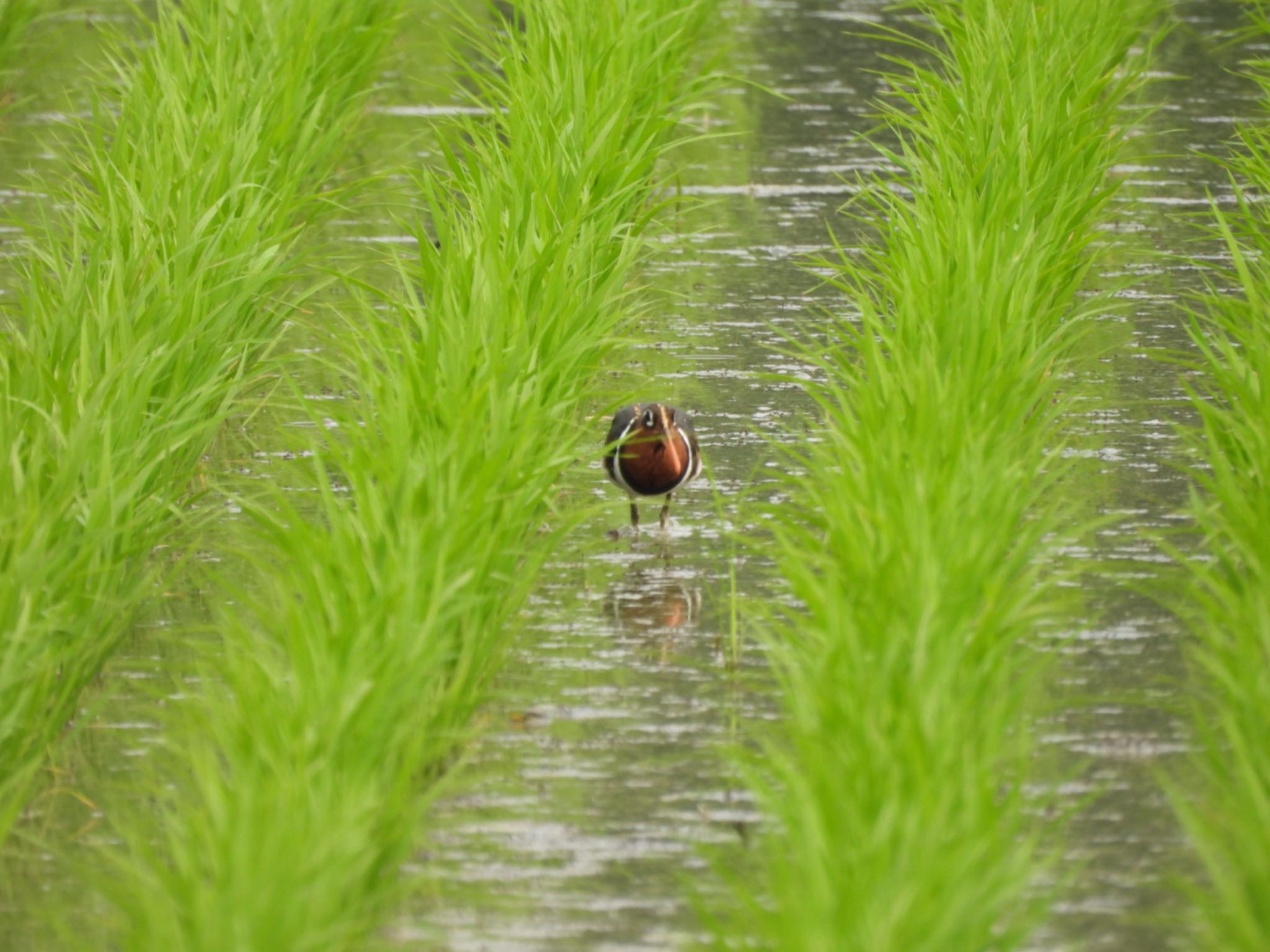 Photo of Greater Painted-snipe at 倉敷市 by 大瑠璃力三郎