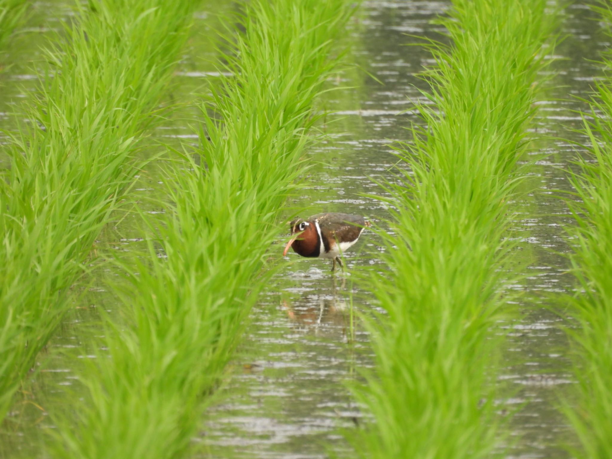 Photo of Greater Painted-snipe at 倉敷市 by 大瑠璃力三郎