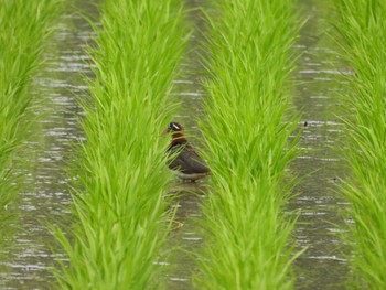 Sun, 6/25/2023 Birding report at 倉敷市