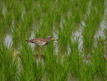 Grey-headed Lapwing 倉敷市 Sun, 6/25/2023