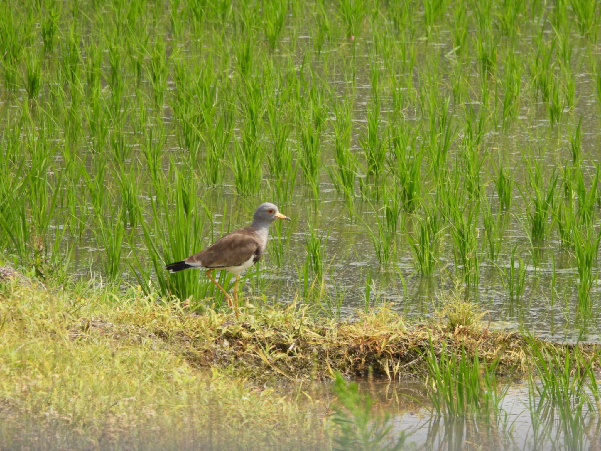 Photo of Grey-headed Lapwing at 倉敷市 by 大瑠璃力三郎