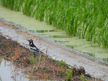 White Wagtail 倉敷市 Sun, 6/25/2023