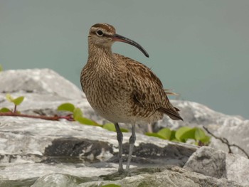 Eurasian Whimbrel Yoron Island Thu, 8/2/2018