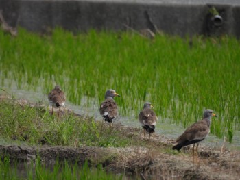 Grey-headed Lapwing 倉敷市 Sun, 6/25/2023