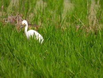 Medium Egret 倉敷市 Sun, 6/25/2023