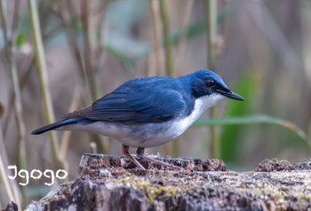 Siberian Blue Robin 山梨県 Mon, 5/1/2023