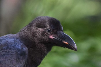 Large-billed Crow ＭＦ Mon, 6/26/2023