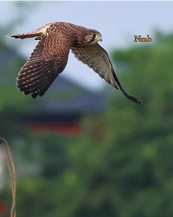 チョウゲンボウ 場所が不明 撮影日未設定