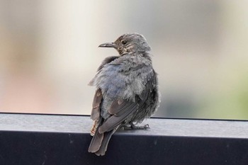 Blue Rock Thrush 愛知県 豊田市 Tue, 6/20/2023