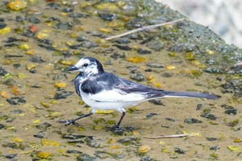 White Wagtail 水無瀬川緑道(豊田市) Sun, 6/25/2023