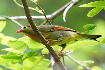 Red-billed Leiothrix 海上の森 Sun, 6/25/2023