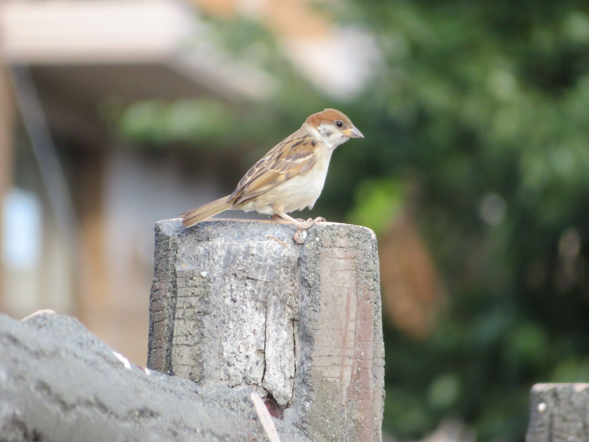 Photo of Eurasian Tree Sparrow at  by xuuhiro