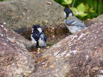 Japanese Tit Kasai Rinkai Park Mon, 6/19/2023