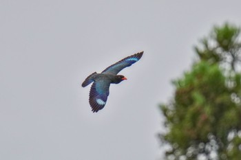 Oriental Dollarbird 松之山 Sat, 6/24/2023