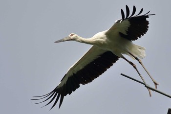 コウノトリ 場所が不明 2018年7月27日(金)