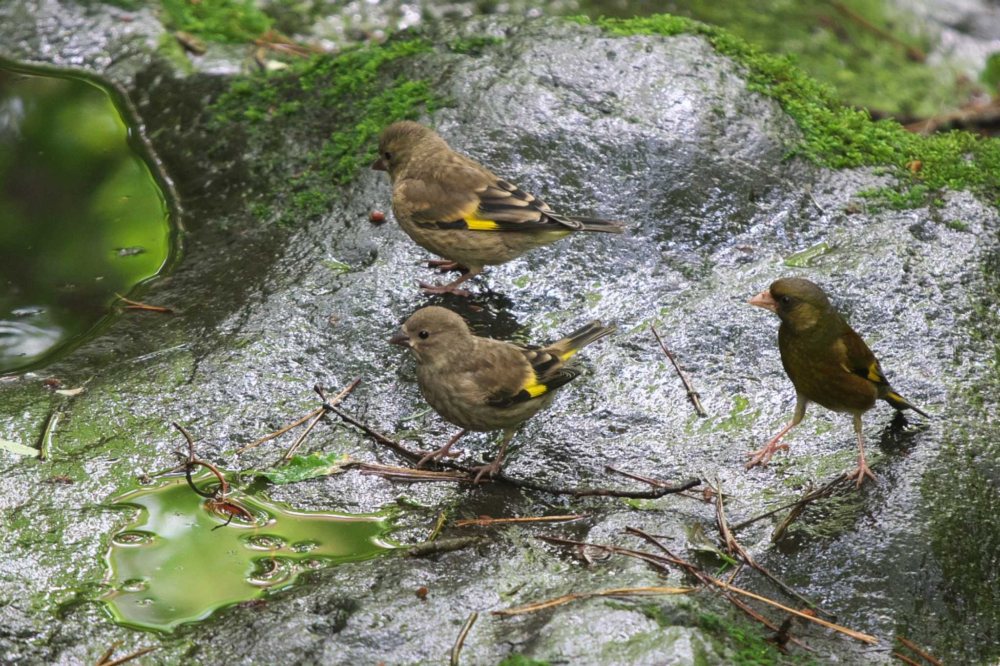 2023年6月25日(日) 富士山中野茶屋の野鳥観察記録 by Y 2023年6月25日(日) 富士山中野茶屋の野鳥観察記録 by Y