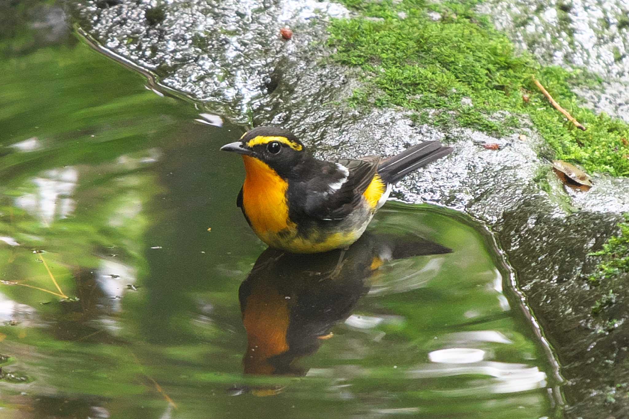 2023年6月25日(日) 富士山中野茶屋の野鳥観察記録 by Y 2023年6月25日(日) 富士山中野茶屋の野鳥観察記録 by Y