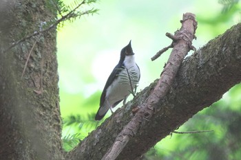 2023年6月26日(月) 富士山中野茶屋の野鳥観察記録