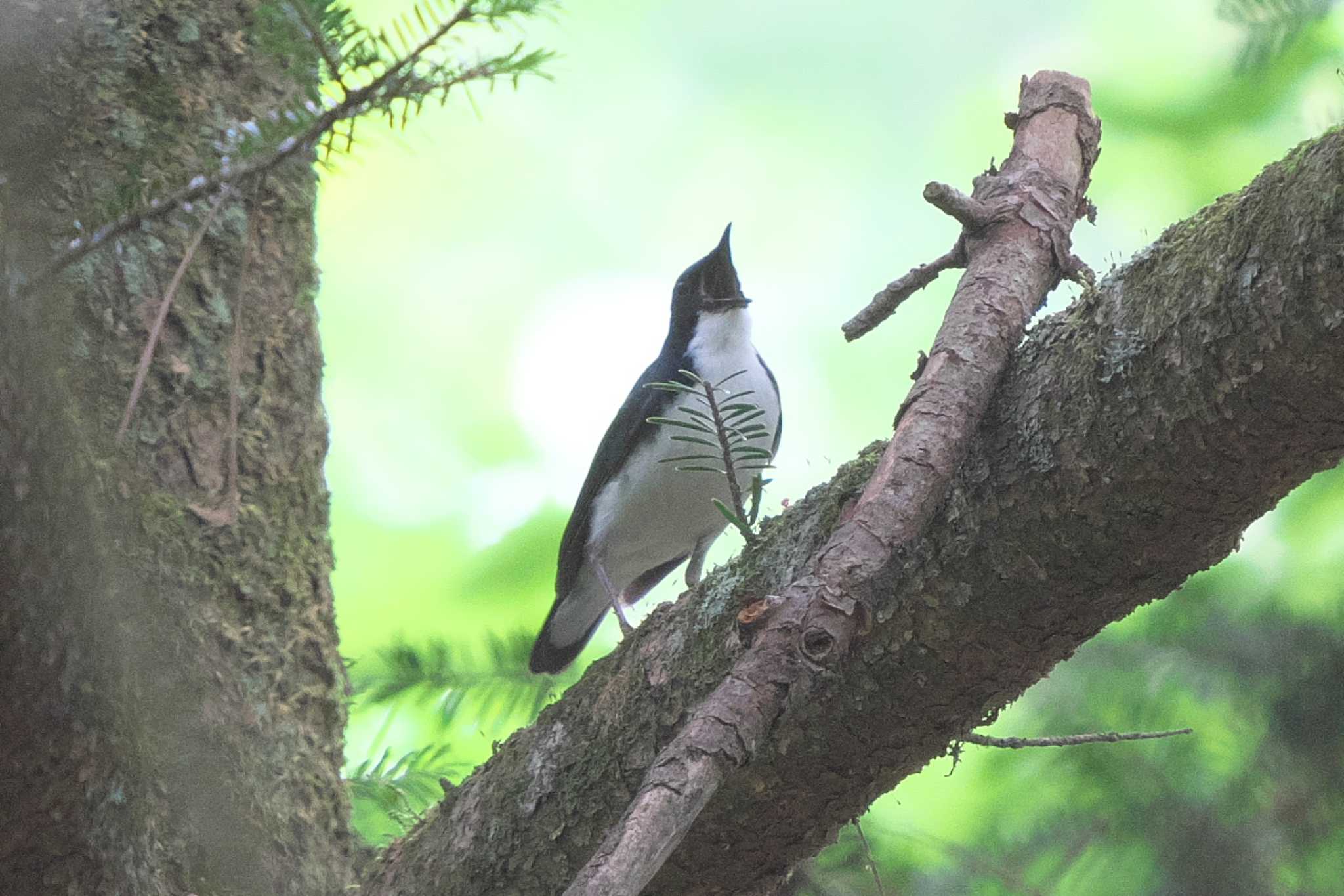 2023年6月25日(日) 富士山中野茶屋の野鳥観察記録 by Y 2023年6月25日(日) 富士山中野茶屋の野鳥観察記録 by Y