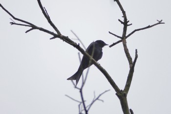 Black Drongo 富陽自然生態公園、台湾 Mon, 5/15/2023