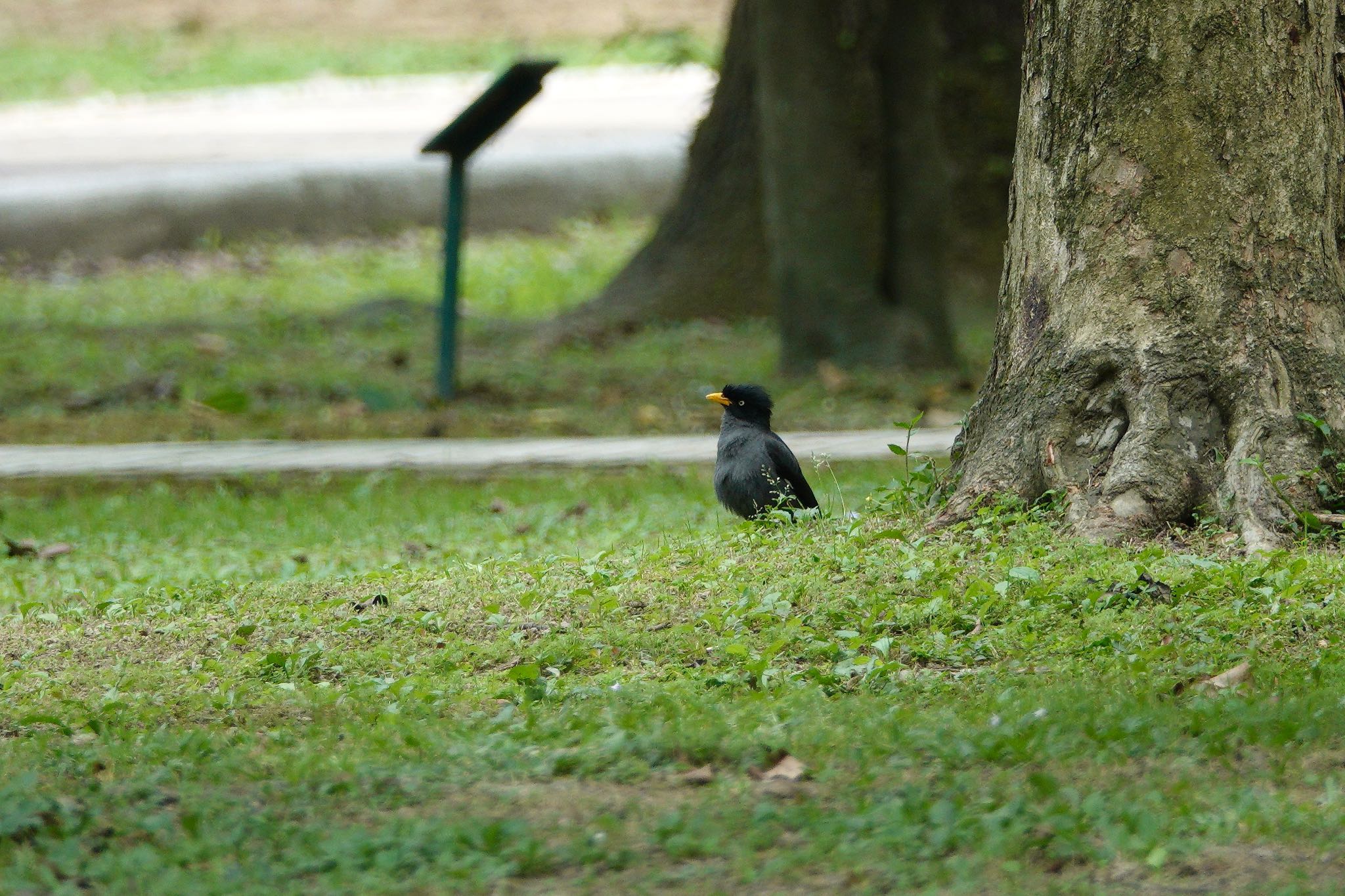 Javan Myna