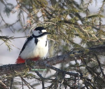 キタアカゲラ 北海道　道東 2018年2月27日(火)