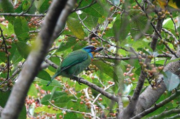 タイワンゴシキドリ 富陽自然生態公園、台湾 2023年5月15日(月)