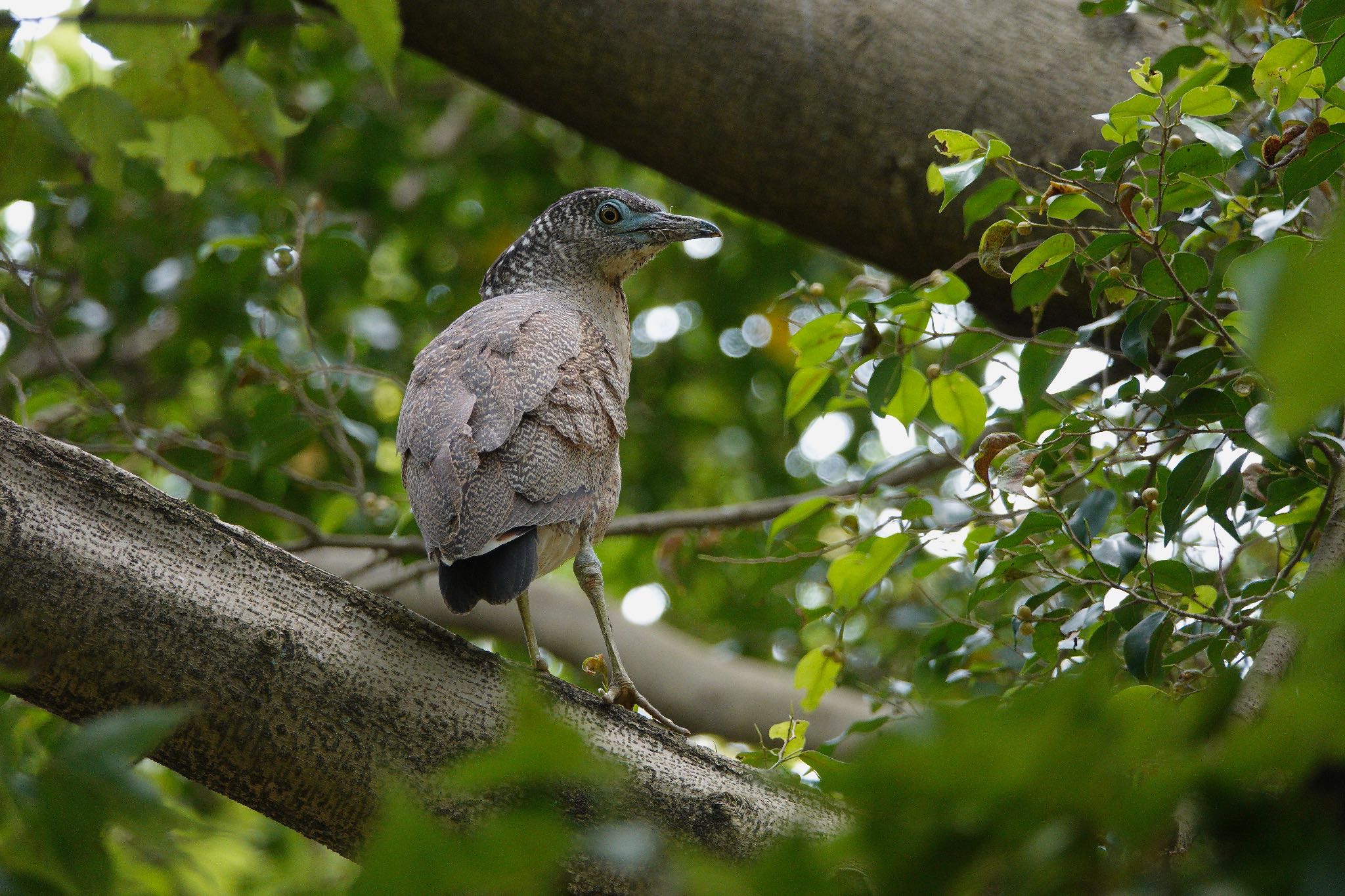 Photo of Malayan Night Heron at 大安森林公園 by のどか