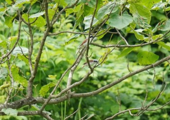 Sun, 6/25/2023 Birding report at 新潟県