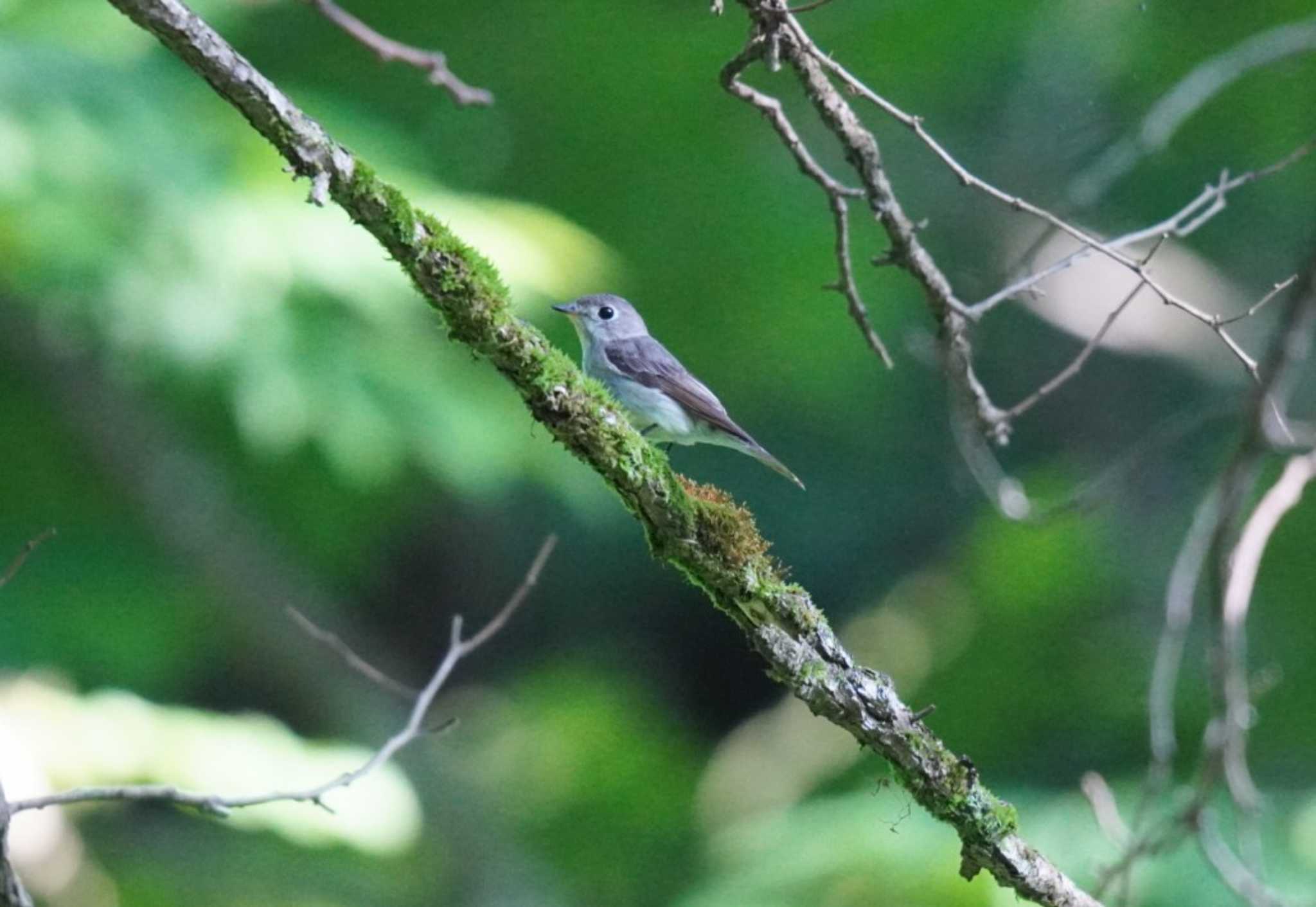 新潟県 コサメビタキの写真 by Kたろー