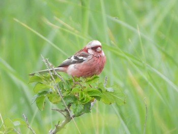 Siberian Long-tailed Rosefinch シブツノナイ湖 Fri, 6/9/2023