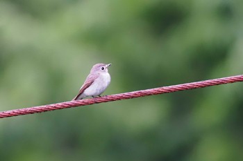 2023年6月24日(土) 大蔵高丸の野鳥観察記録