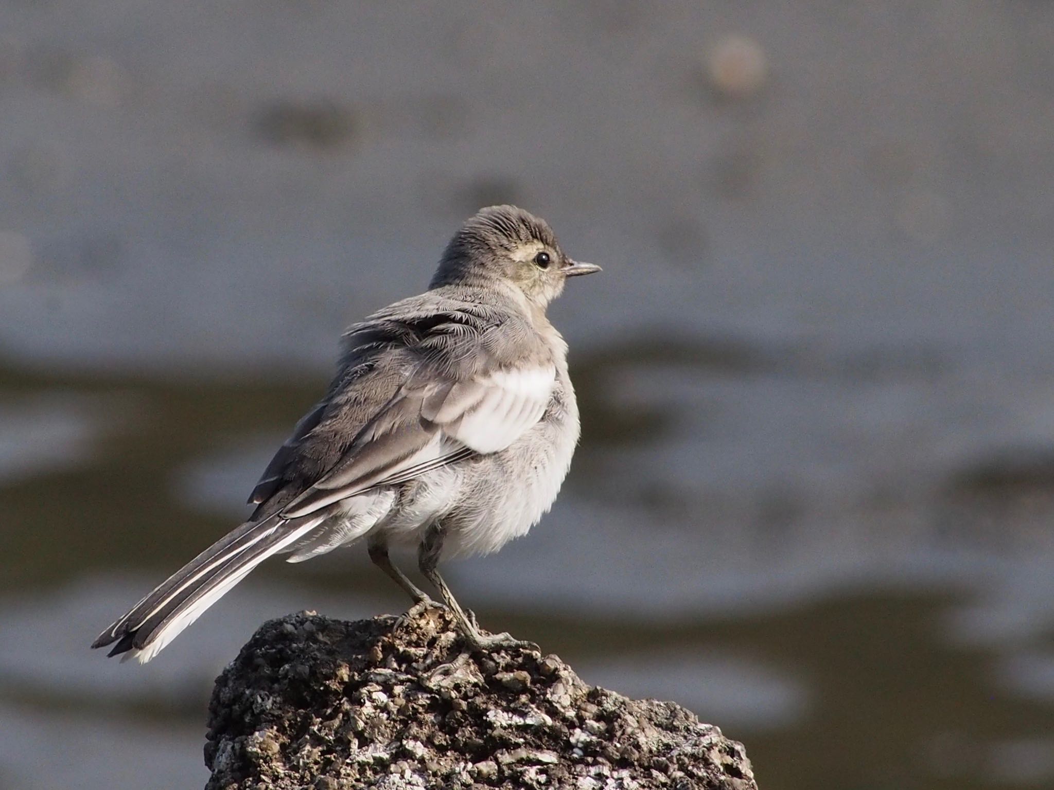 Photo of White Wagtail at Kasai Rinkai Park by すまるのたま