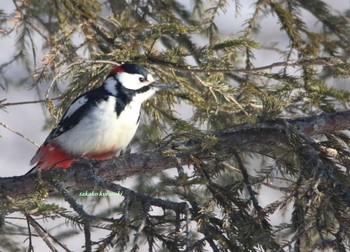 キタアカゲラ 北海道　道東 2018年2月27日(火)