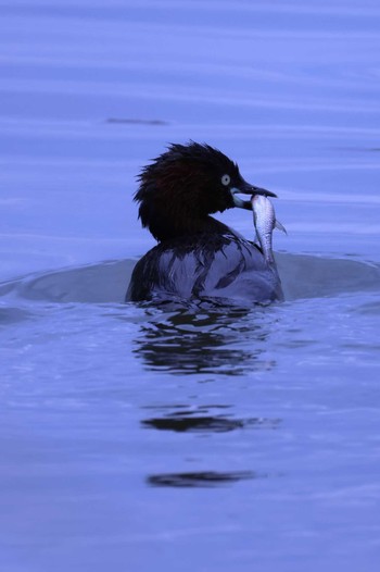 2023年6月25日(日) 伊佐沼の野鳥観察記録