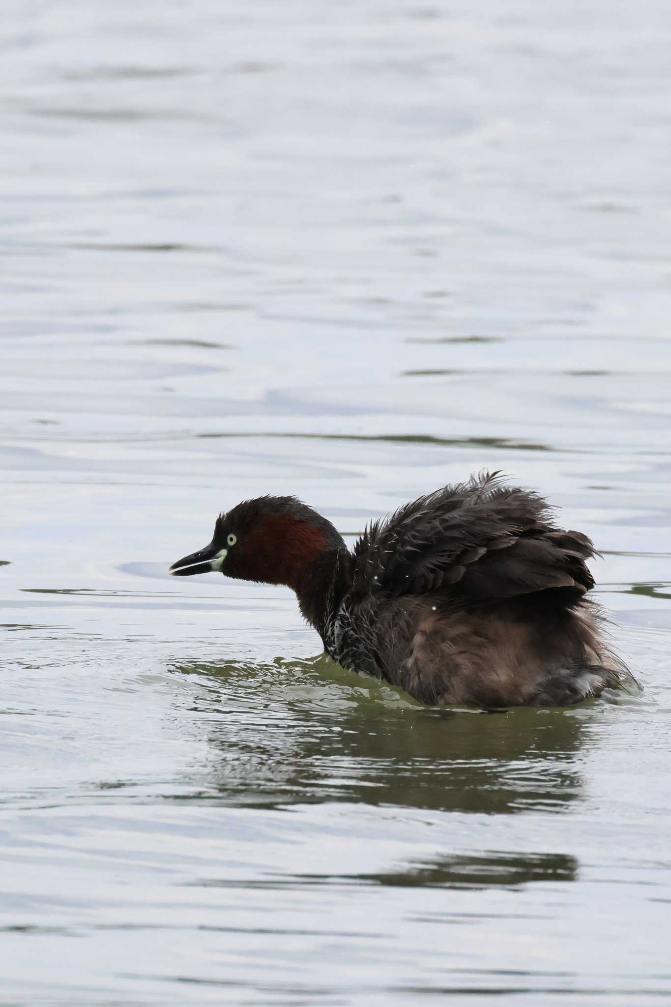 Photo of Little Grebe at Isanuma by yuki