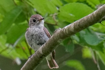 Asian Brown Flycatcher 松之山 Sat, 6/24/2023