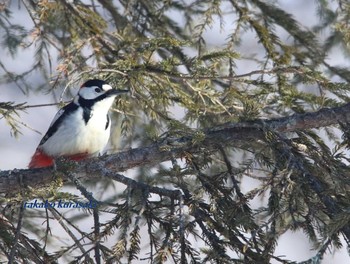 キタアカゲラ 北海道　道東 2018年2月27日(火)