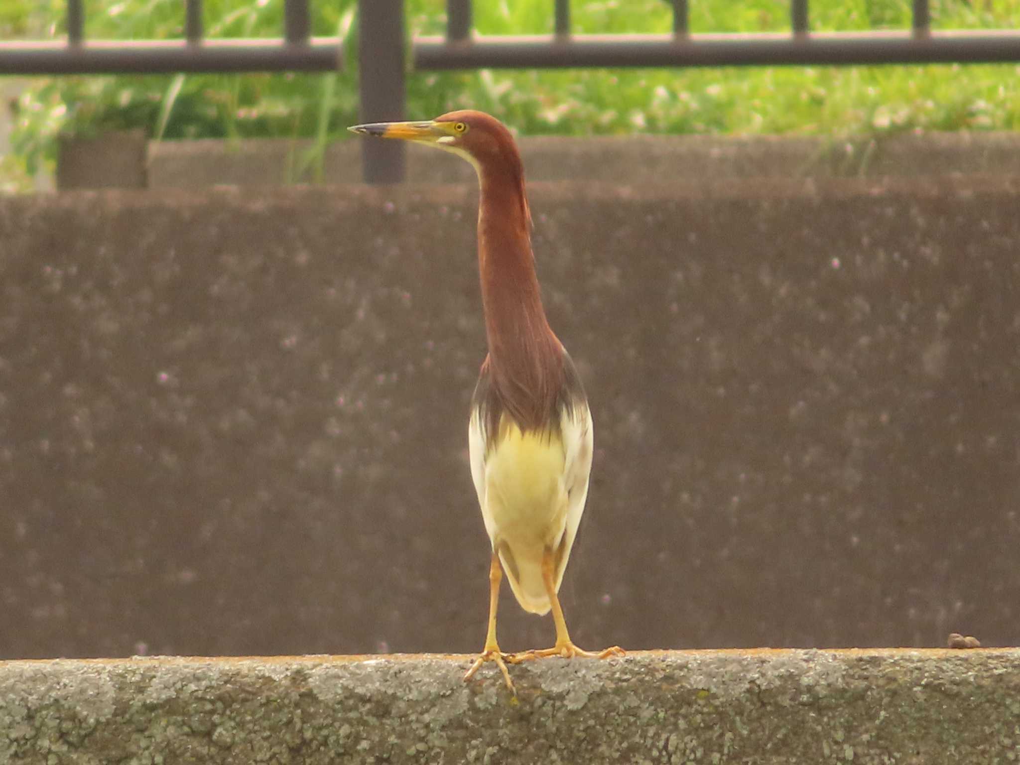 Chinese Pond Heron