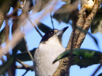 Grey Butcherbird Central Coast Wetlands Pioneer Dairy(NSW) Mon, 6/12/2023