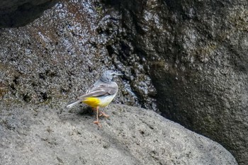 Grey Wagtail 松之山 Sat, 6/24/2023